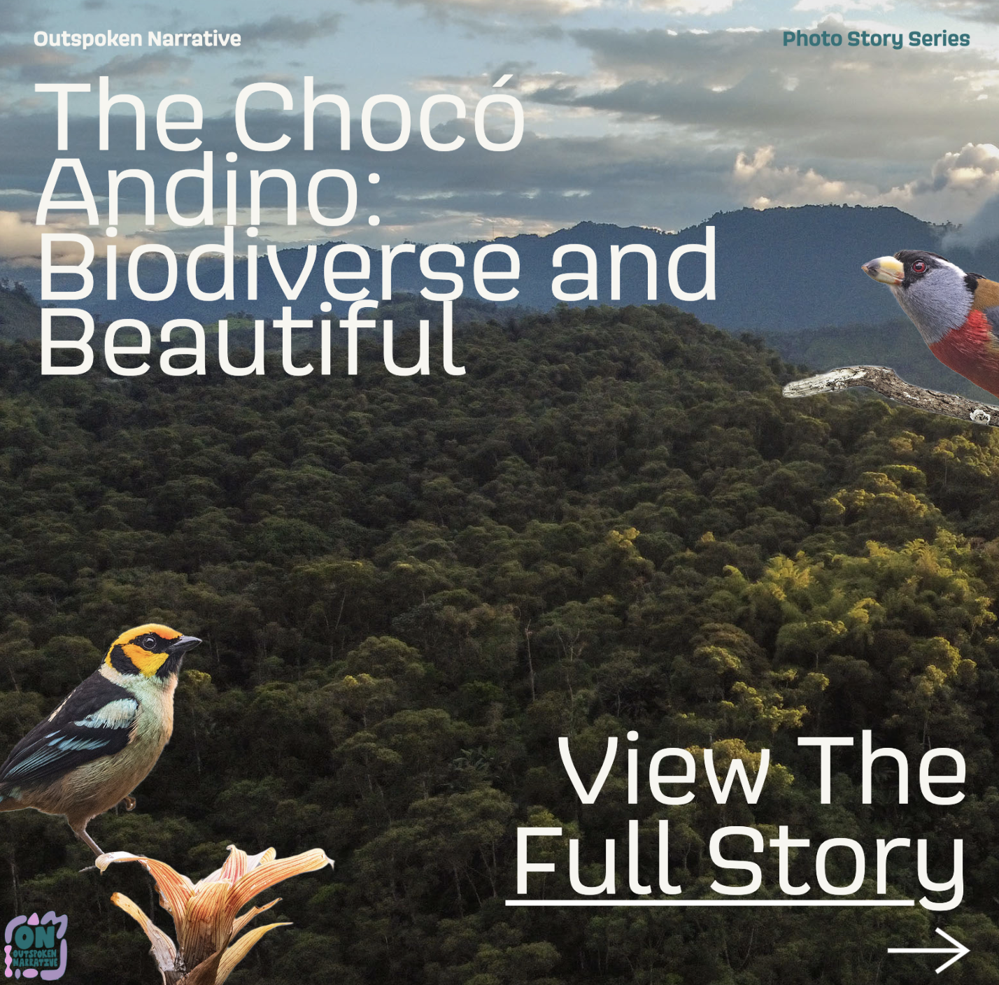 The Chocó Andino: Biodiverse and Beautiful
